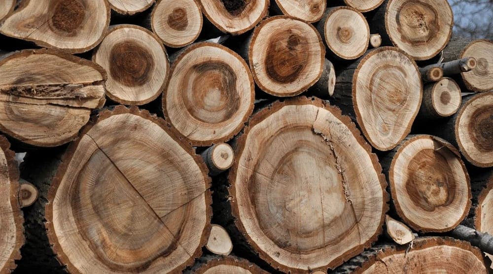Walnut timber in the workshop